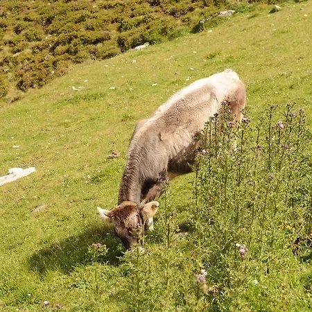 Apartment 58 Grindelwald